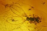 Fossil Moth fly (Psychodidiae) & Flies (Diptera) In Baltic Amber #207535-3